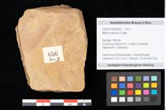 Foto (Objekt + Etikett) von Myrica lignitum Unger (NHMW-GEO-2024-0188-0656)